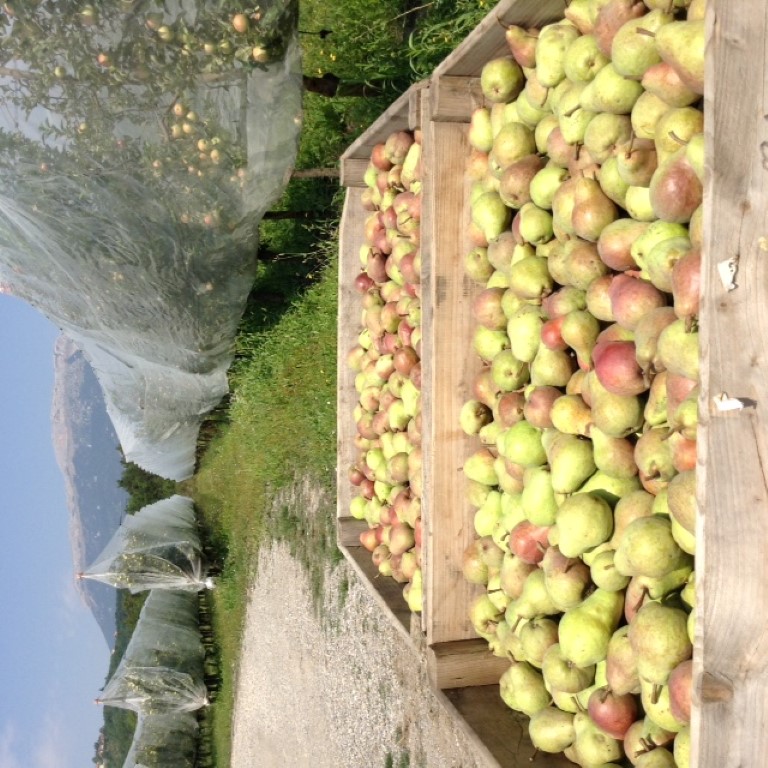 Début de la récolte de pommes William Rouges