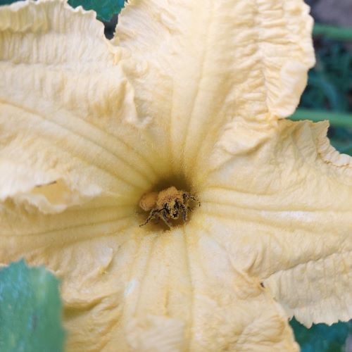 Fleur de Courgette très habitée